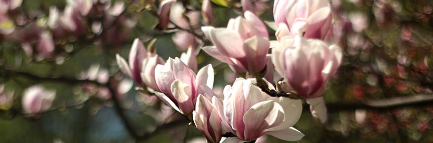 Žydinti magnolija
